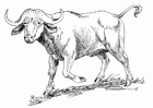 búfalo