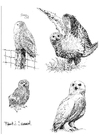 Búhos nivales