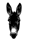 Imagen burro