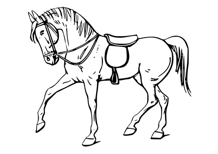 Dibujo para colorear Caballo