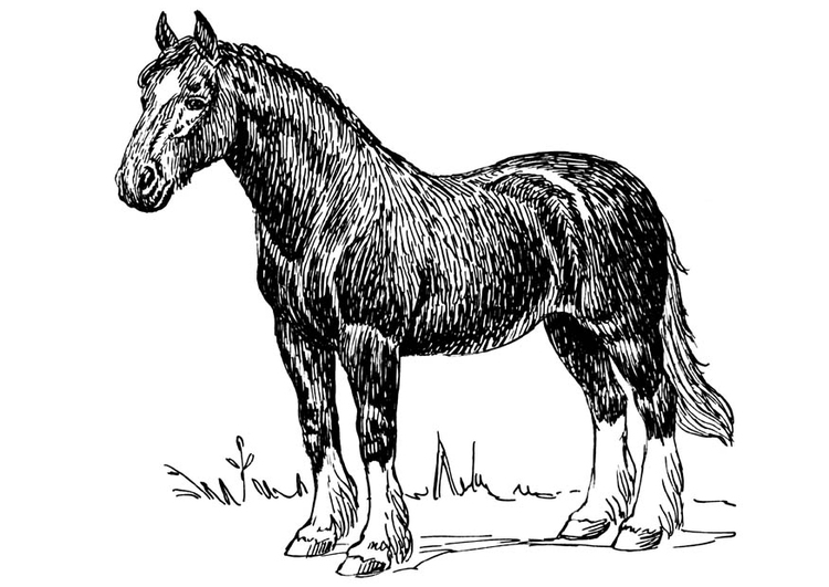 Dibujo para colorear caballo