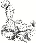 Dibujos para colorear Cactus