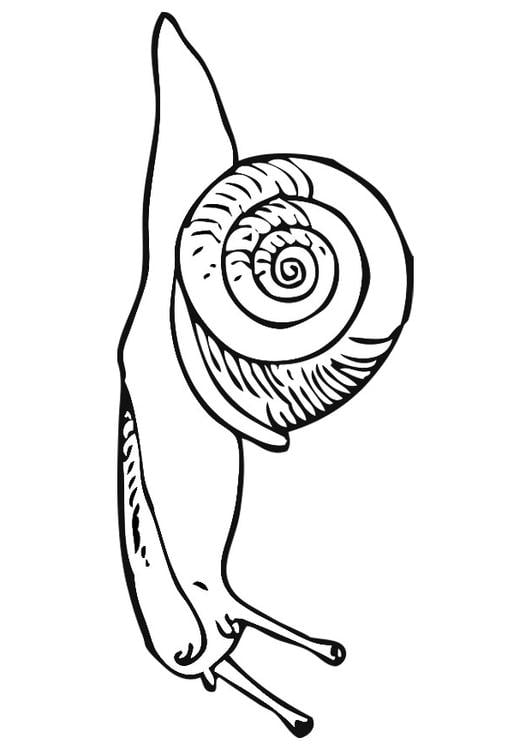 caracol