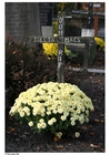 Foto cementerio
