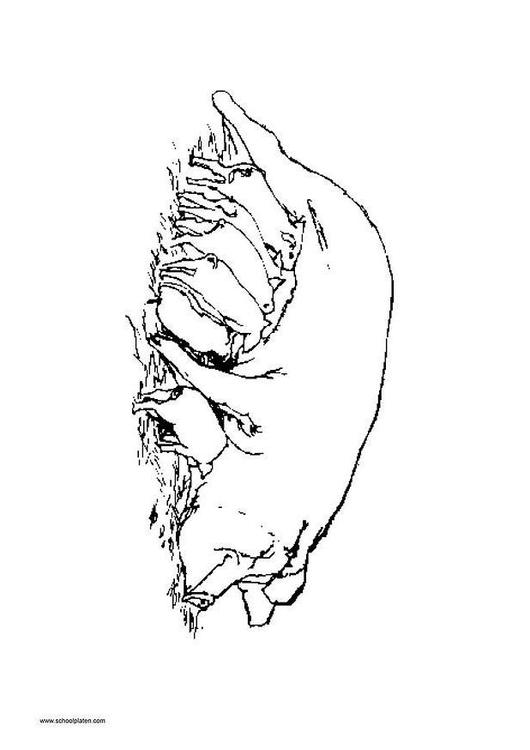 Cerda