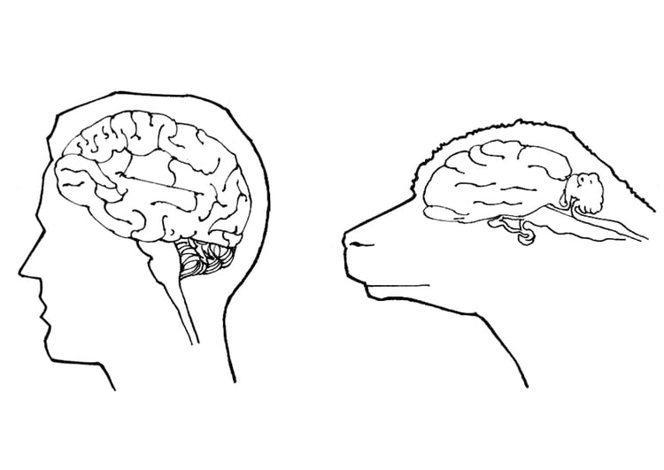 Dibujo para colorear cerebro de humano y cerebro de oveja