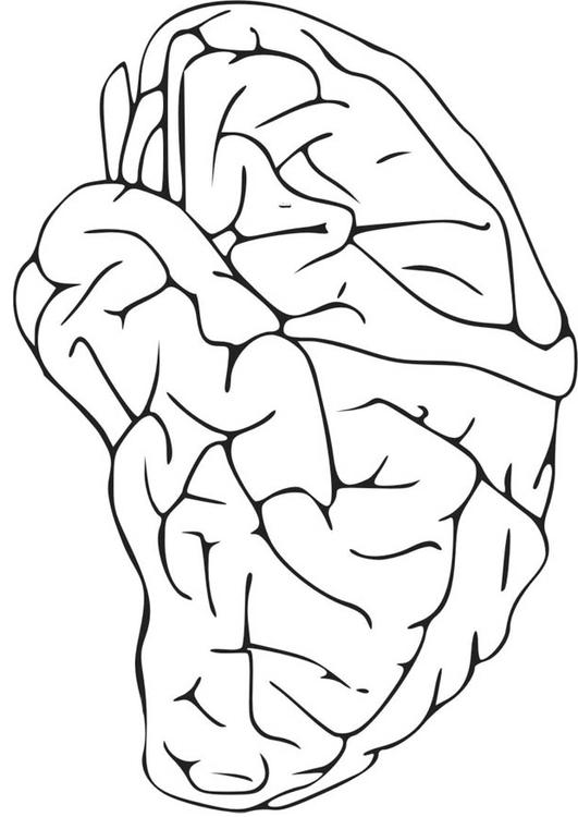 Cerebro