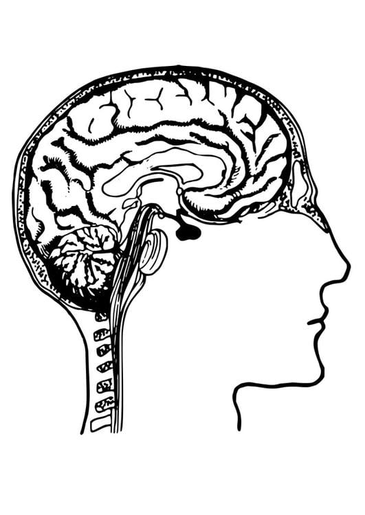 cerebro