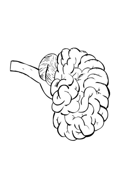 Cerebro