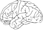 Dibujos para colorear Cerebro