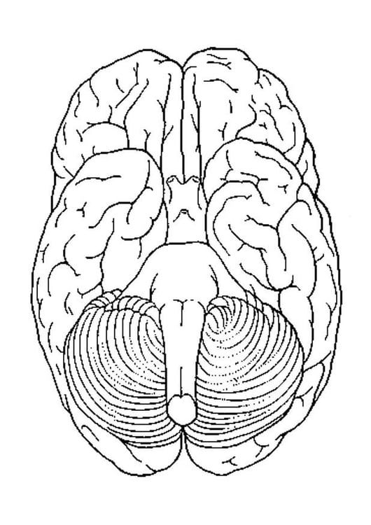 Dibujo para colorear Cerebro visto desde abajo