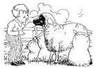 Dibujos para colorear Chico con ovejas
