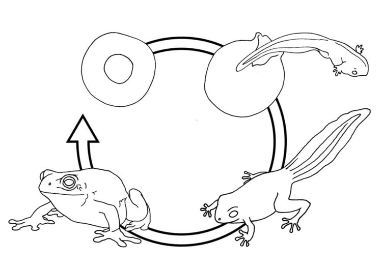 Dibujo para colorear Ciclo de la rana