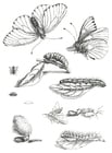 Dibujos para colorear ciclo de una mariposa