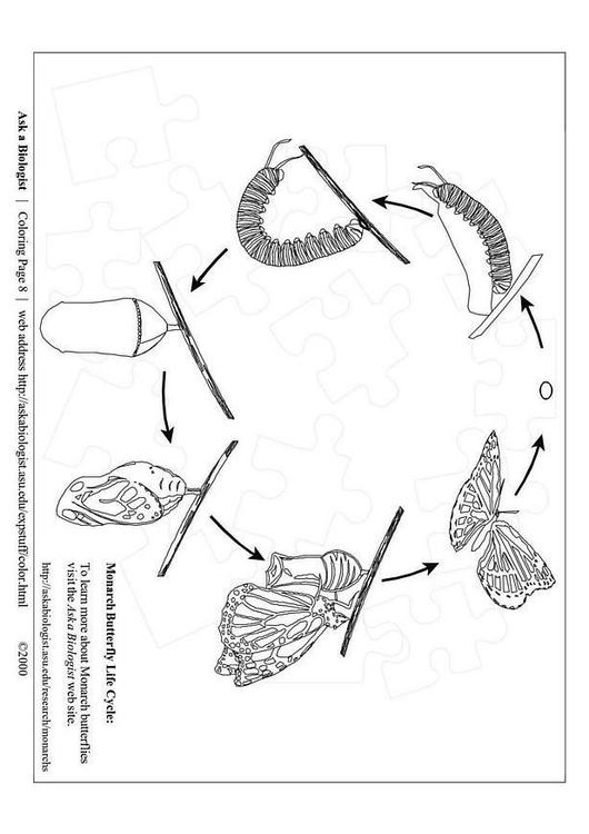 Ciclo mariposa