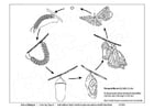 Ciclo mariposa