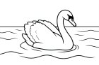 cisne en el agua