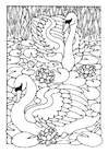 dibujo-para-colorear cisnes