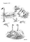 Dibujos para colorear Cisnes