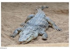 Foto cocodrilo