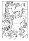 Dibujos para colorear cocodrilos
