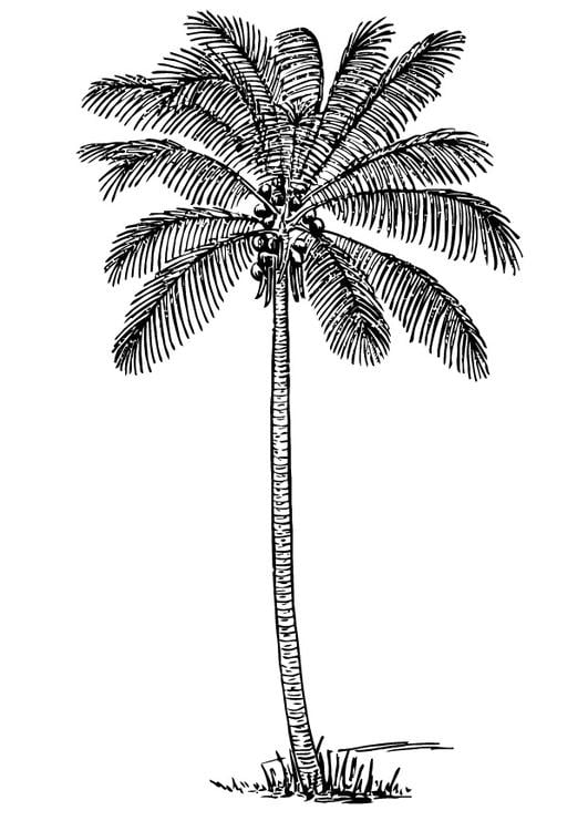 Cocotero