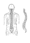 Columna vertebral