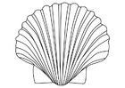 concha de vieira 