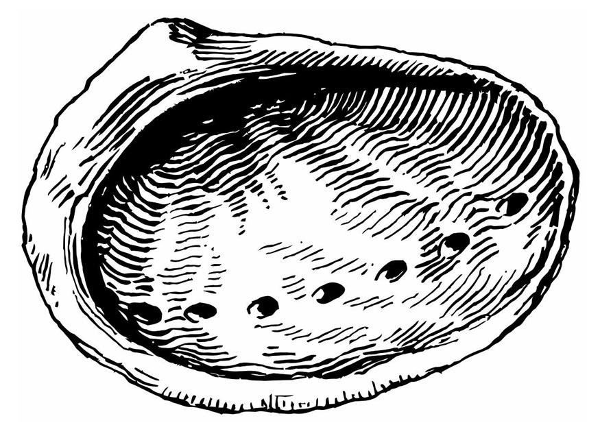 Dibujo para colorear concha - oreja de mar