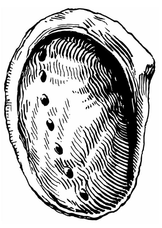concha - oreja de mar