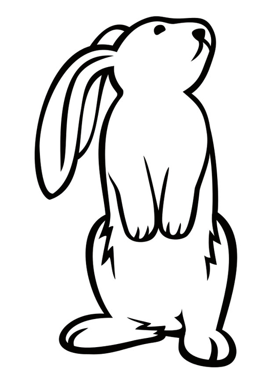 Dibujo para colorear conejo