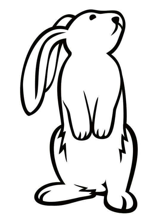 conejo