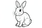 Dibujo para colorear conejo