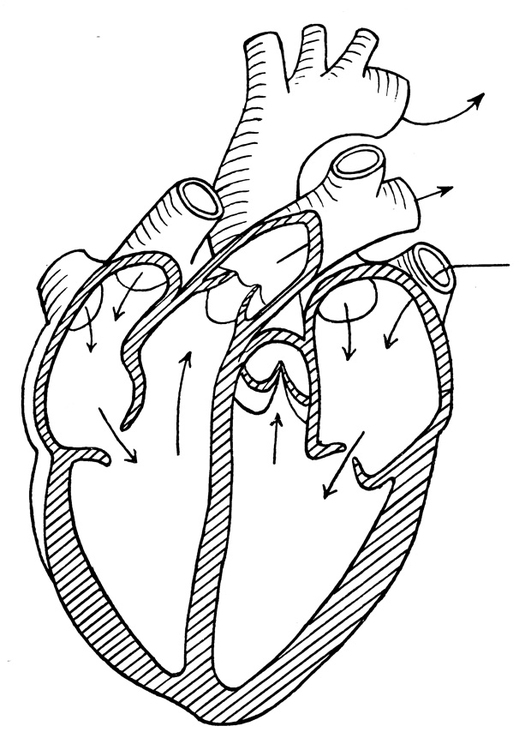 Dibujo para colorear corazÃ³n