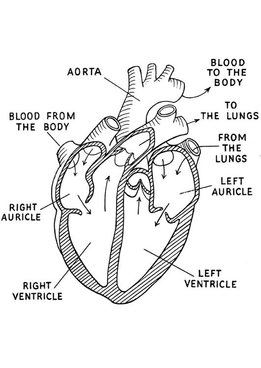 corazÃ³n