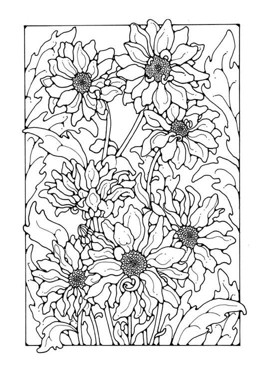 Dibujo para colorear crisantemo