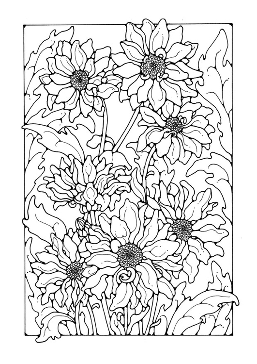 Dibujo para colorear crisantemo