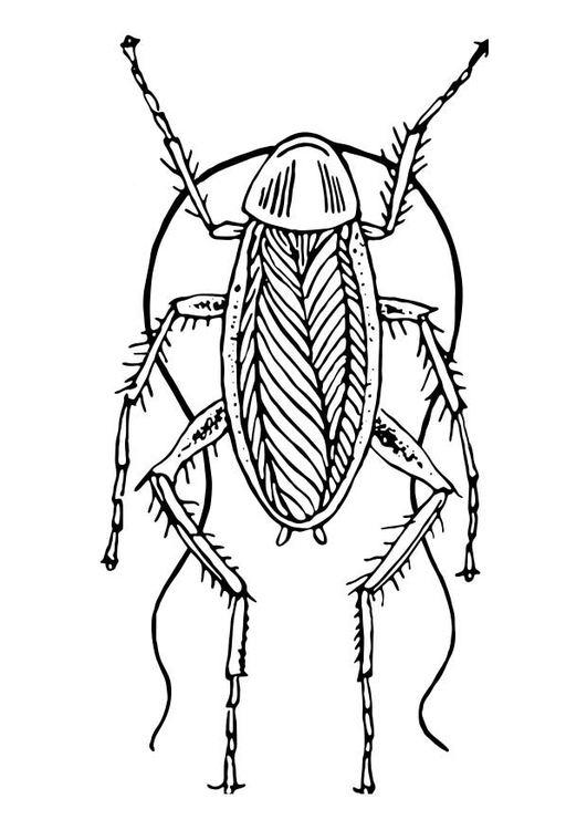 Dibujo para colorear cucaracha