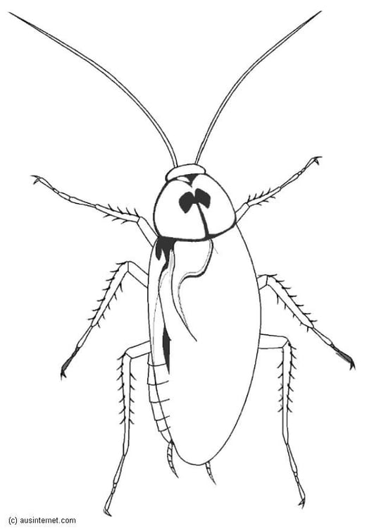 Dibujo para colorear Cucaracha