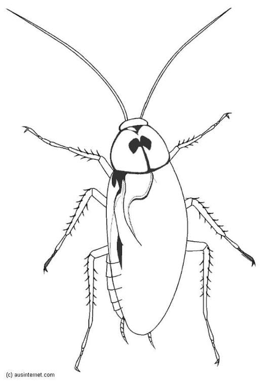 Dibujo para colorear Cucaracha