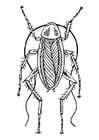 cucaracha