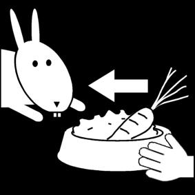 Dar comida al conejo
