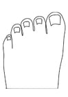 dedos de los pies