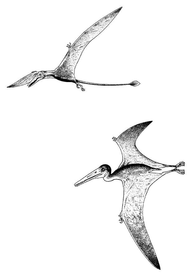 Dibujo para colorear Dinosaurios voladores - Dibujos Para Imprimir Gratis -  Img 9107