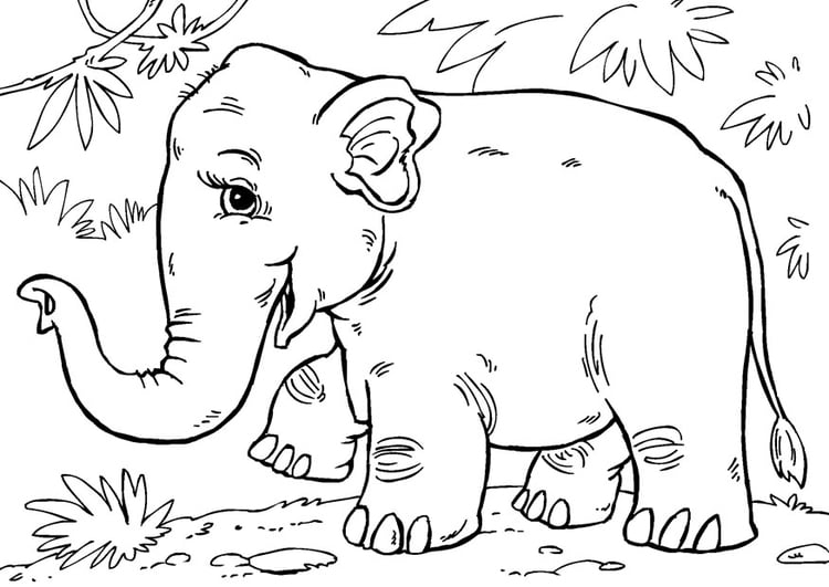 Dibujo para colorear elefante asiÃ¡tico