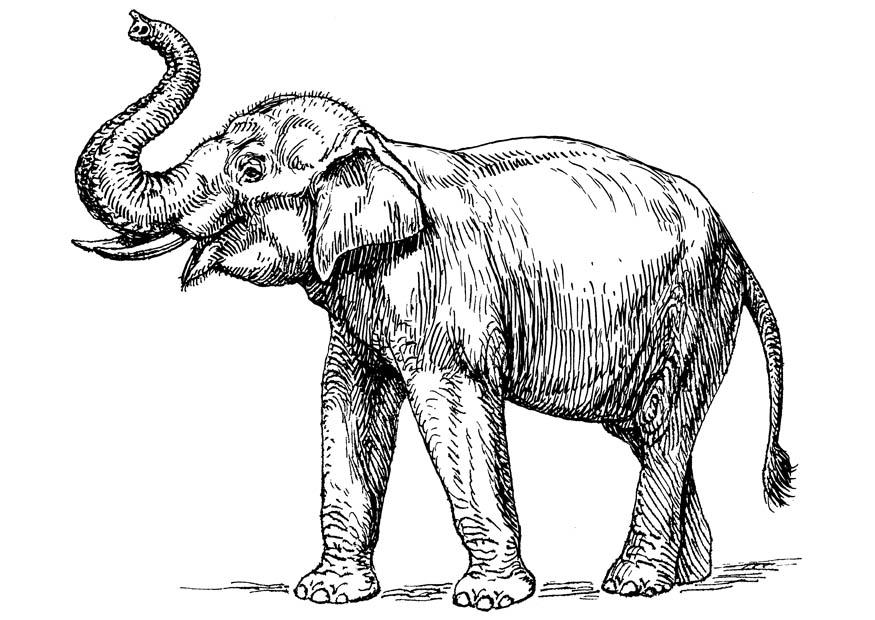 Dibujo para colorear elefante indio