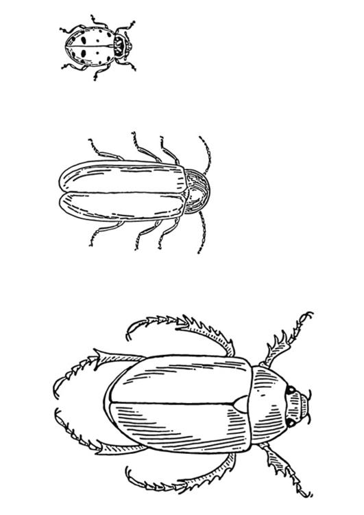 Escarabajos