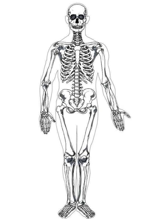 Dibujo para colorear Esqueleto humano