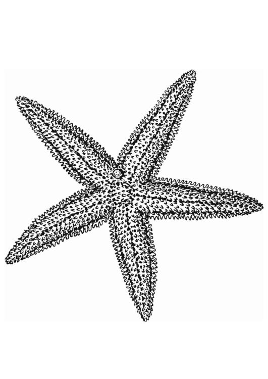 Estrella de mar