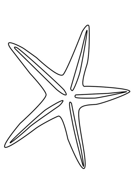 estrella de mar